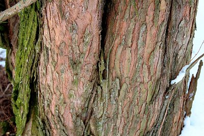 Metasequoia glyptostroboides - metasekvoje čínská - borka (95)